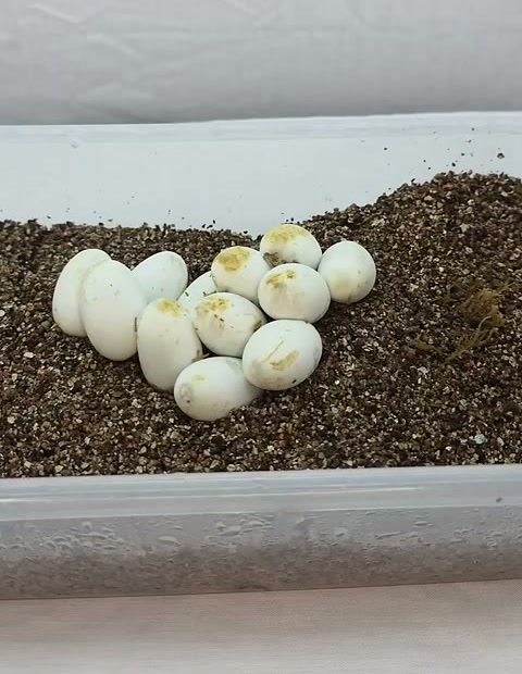 Clutch of corn snake eggs in an incubation box
