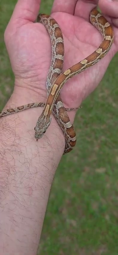 Miami masque corn snake in Steve's hand