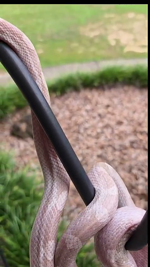 Plasma corn snake coiled on a hook