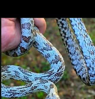 Blue shatter corn snake close-up