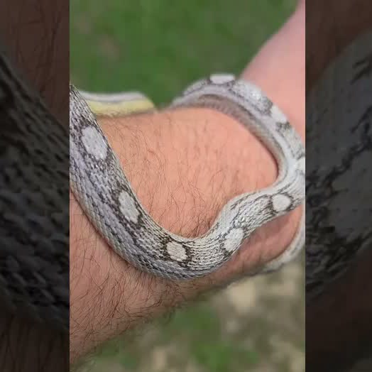 Baby corn snake