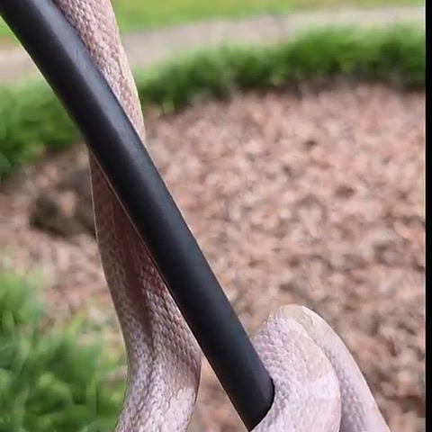 Plasma corn snake