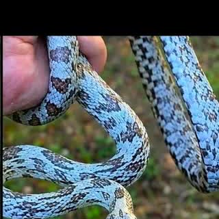 Shatter corn snake