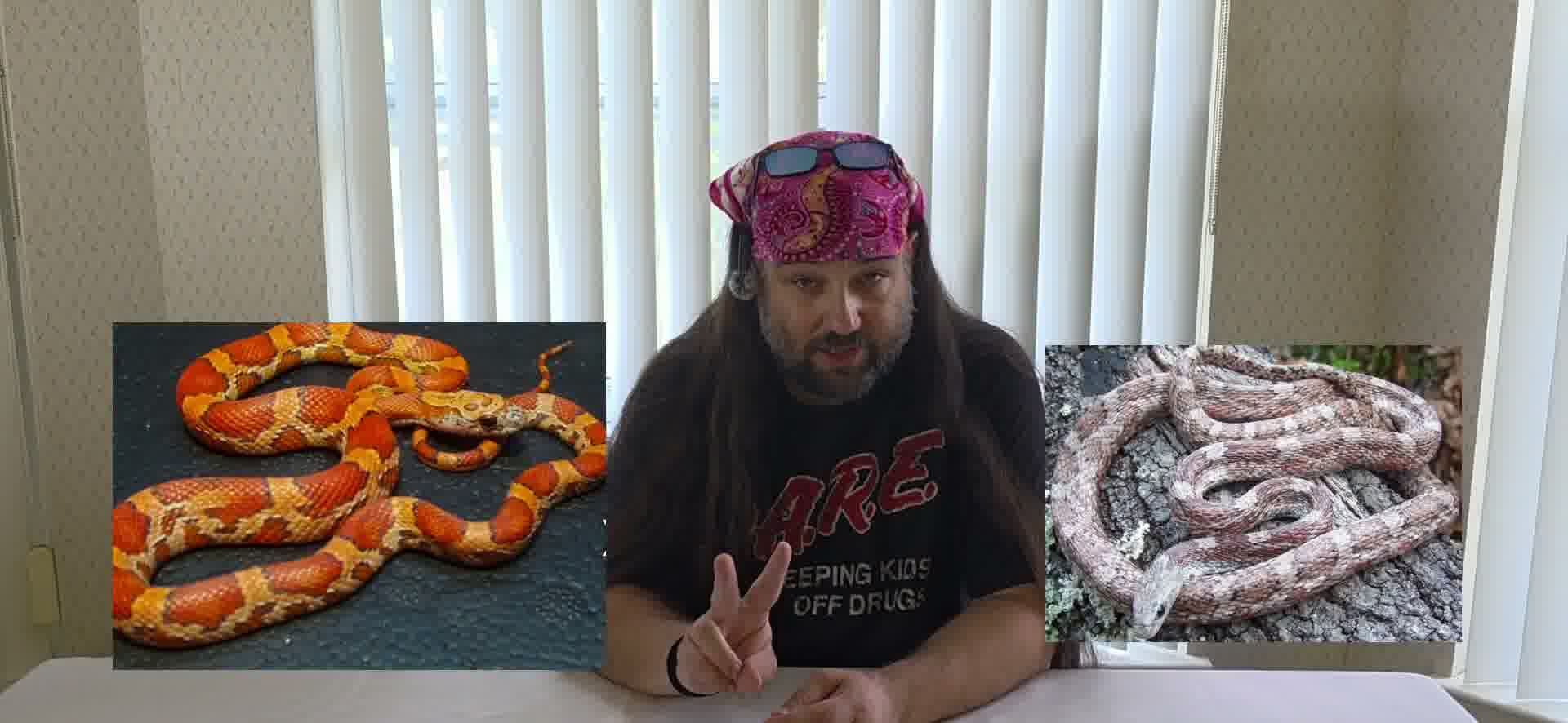 Steve talking about corn snakes